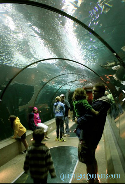 Travel NW - Oregon Beach Aquarium Shark Tank