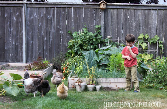 Eating-Snacks-Garden-Chickens