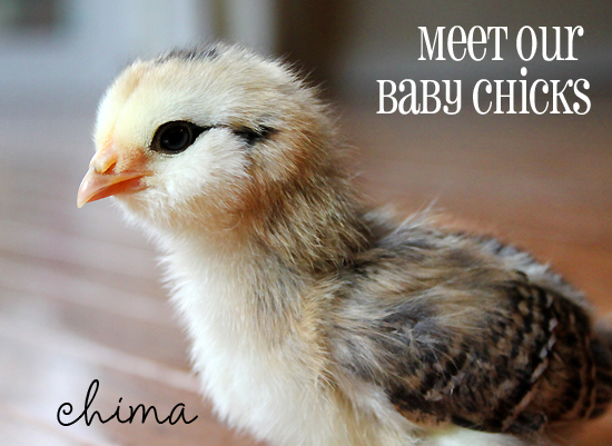Baby-Chick-photos-March14
