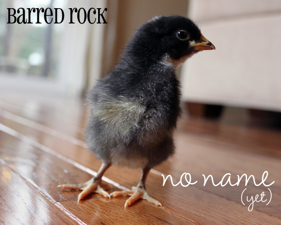 Barred-Rock-Chick-10-days-old