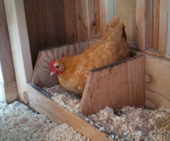 Chicken-Coop-Nesting-Box-Design