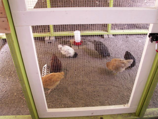 Chicken-Coop-photos-Bellevue-green-white