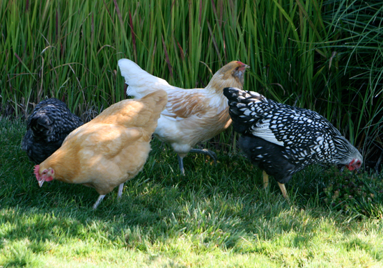 Chicken-photos-Oregon-free-range