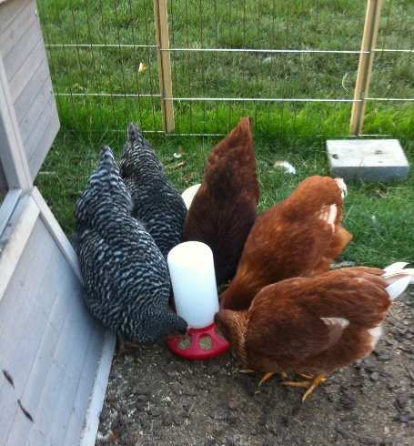 Chickens-around-feeder-Portland-March9