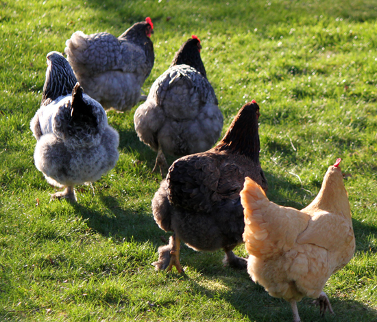 Chickens-looking-for-grubs-march9