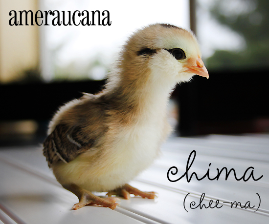 Chima-Ameraucana-Chicken-March14