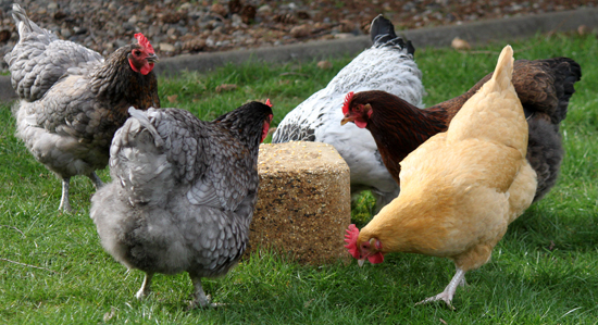 Flock-Block-Chickens