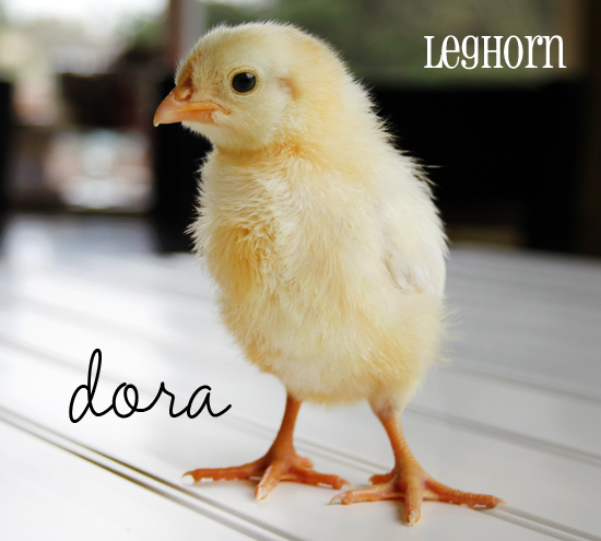 leghorn-baby-chick-dora-march14
