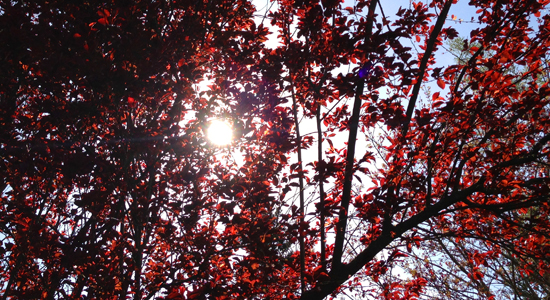 Cherry-Tree-Sunshine