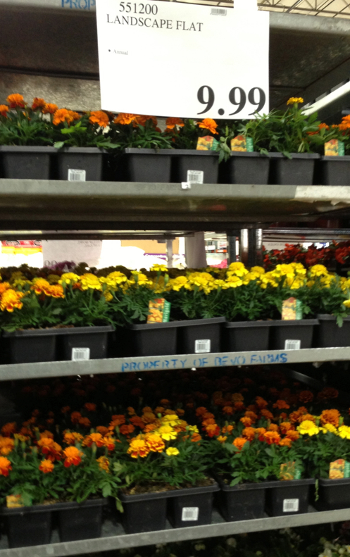 Costco-flower-landscaping-flat-price