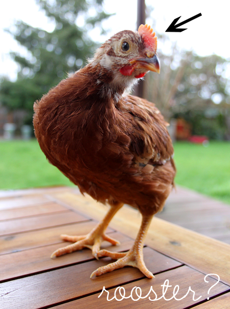 Is-My-Chicken-a-rooster