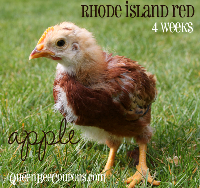 Rhode-Island-Red-Chick-4-weeks