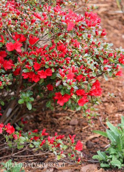 red-flowers-side-bed-april-26-13