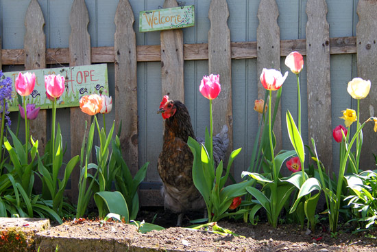 Chickens-in-The-Tulips
