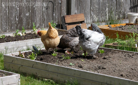 Chickens-in-the-garden