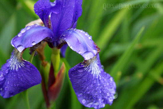 Iris-with-dew-May-23-13