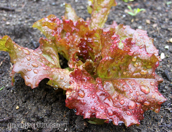 Red-Lettuce-May-2013