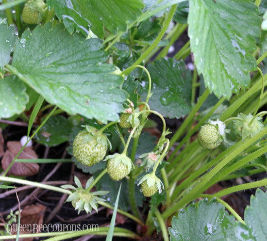 Strawberry-Plants-Doing-Well-Spring