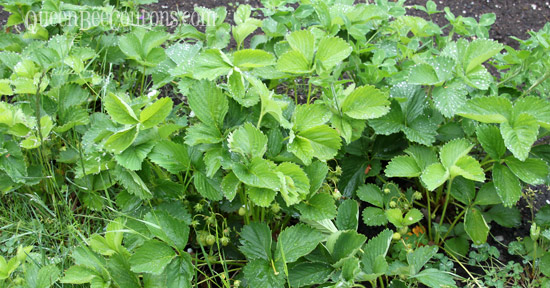 Strawberry-patch-with-weeds