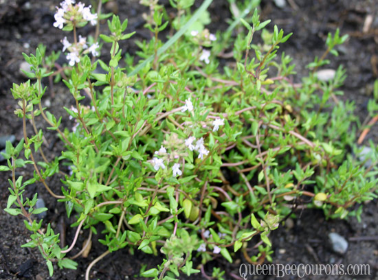 Thyme-May-2013