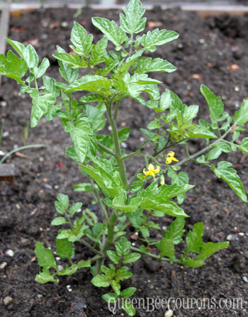 Tomato-Plant-May-2013