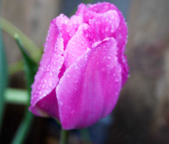 Tulip-Last-of-spring-tulips