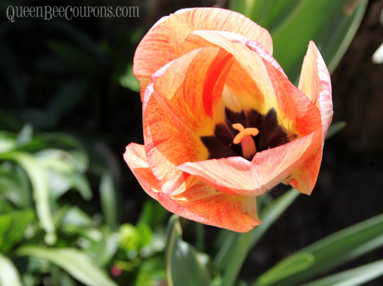 Tulip-in-May-backyard