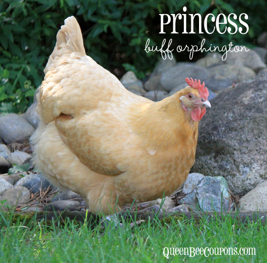 Buff-Orphington-Princess-Chicken