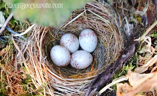 Chickadee-eggs-in-nest-june-18