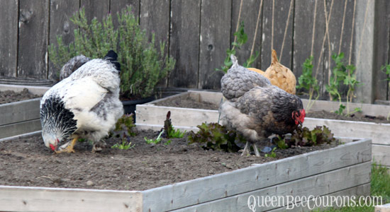 Chickens-Eating-Garden-June-1