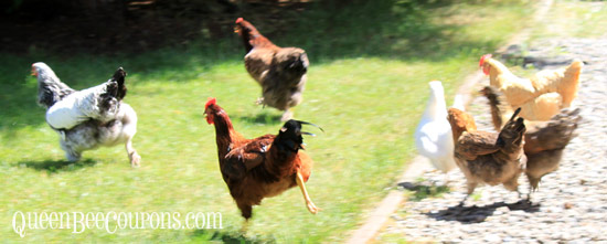 Chickens-Run-June-29
