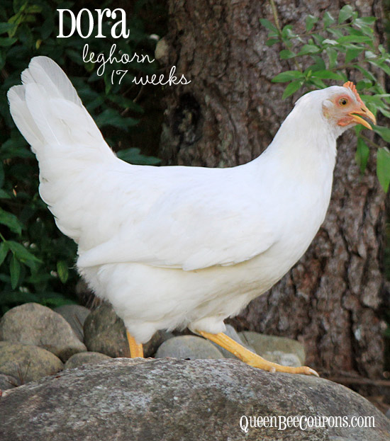 Dora-Leghorn-Chicken-17-weeks