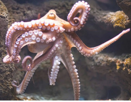 Portland-Aquarium-Octopus-Encounter