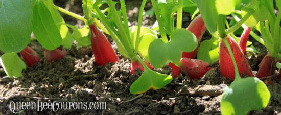 Radishes-growing-out-of-dirt-june-29-2013