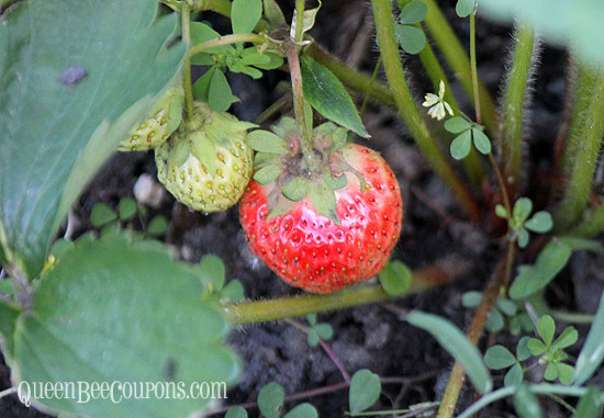 Strawberries-are-turning-red-june-2013