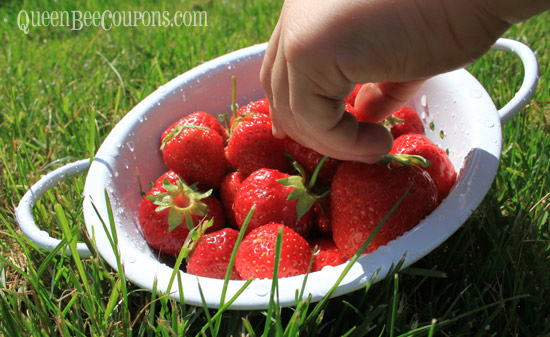 Sweet-baby-fingers-strawberries-June-15