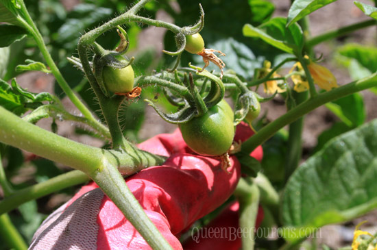 Tomatoes-June-22-2013