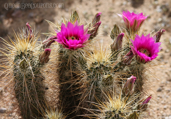 Usery-Park-Cacti-blooming
