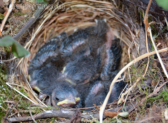 Baby-Birds-July-6