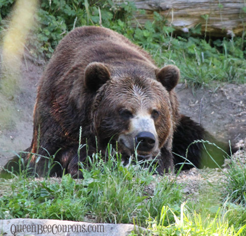Bear-Woodland-Park-Zoo-Seattle