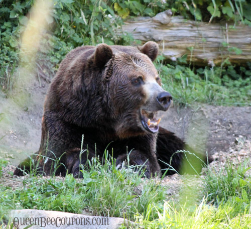 Bear-Woodland-Park-Zoo