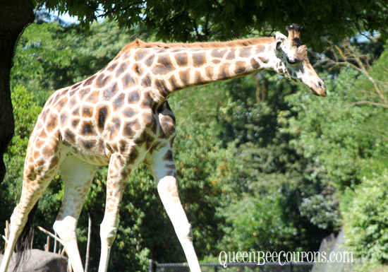 Giraffe-Woodland-Park-Zoo