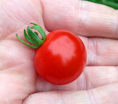 Harvest-Cherry-Tomatoes-Pacific-NW