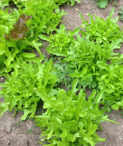 Lettuce-Green-ready-to-harvest