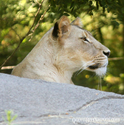Lion-Woodland-Park-Zoo-Seattle