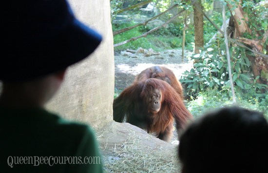 Monkeys-watching-orangutangs