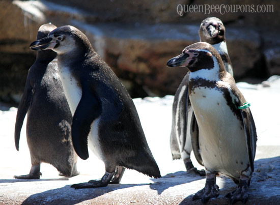 Penguins-Woodland-Park-Zoo