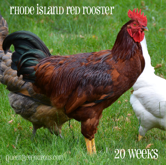Rhode-Island-Red-Rooster