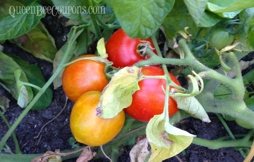 Tomatoes-Starting-to-Ripen-July-26