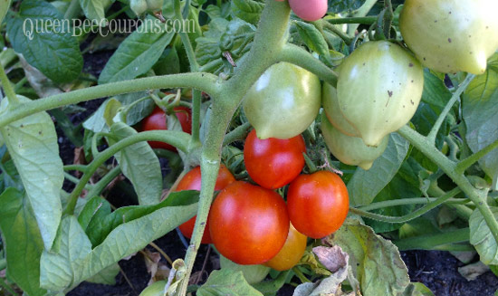 Tomatoes-Turning-Red-July-26